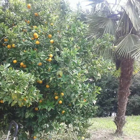 Le Palme-2